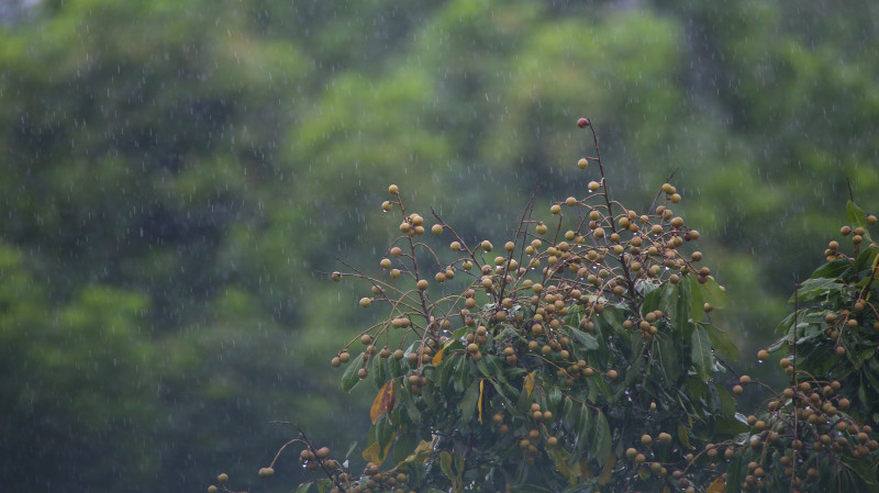 Lens Sigma 170-500mm APO for canon EF - Ống kính siêu tele