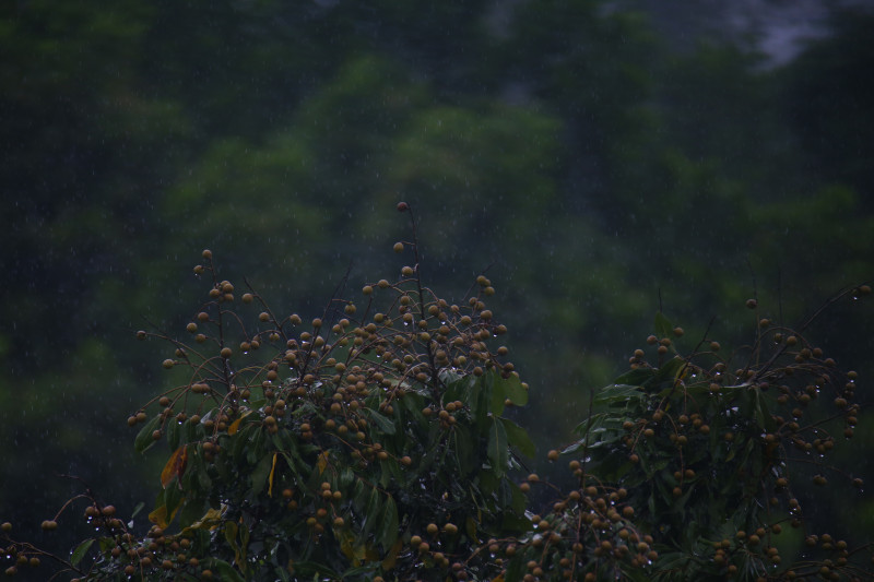 Lens Sigma 170-500mm APO for canon EF - Ống kính siêu tele