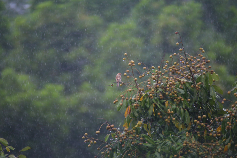 Lens Sigma 170-500mm APO for canon EF - Ống kính siêu tele