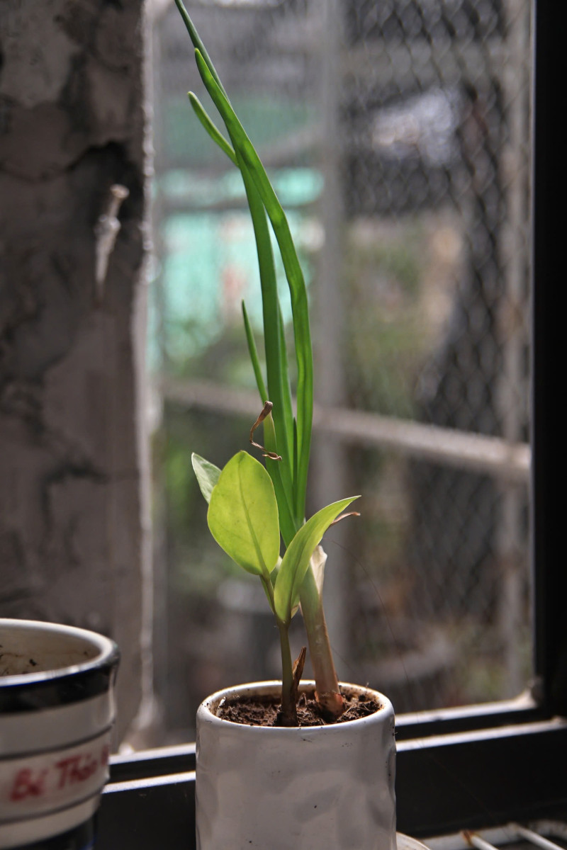 ống kính Tamron AF 17-50mm f2.8 XR Di II non VC for Canon - Ống kính Canon EF