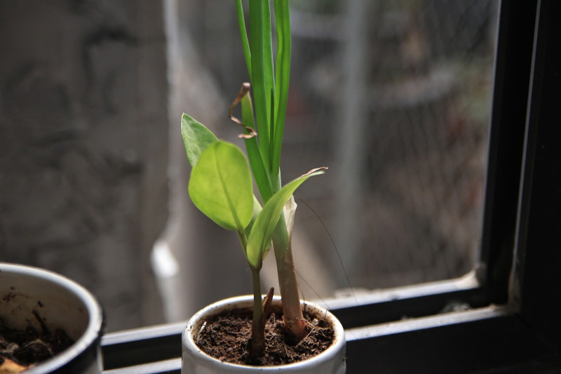 ống kính Tamron AF 17-50mm f2.8 XR Di II non VC for Canon - Ống kính Canon EF