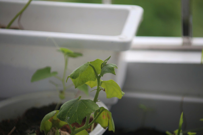 Lens Tamron 80-210mm for canon EF full frame and crop - Ống kính Canon EF